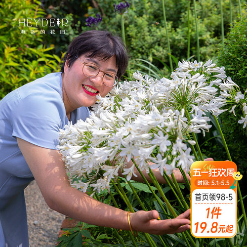 海蒂百子莲庭院耐热植物花卉