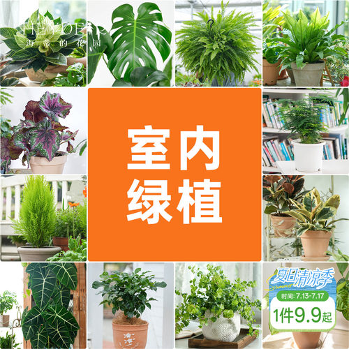 海蒂的花园室内绿植铂金钻龟背竹盆栽室内客厅桌面办公室观叶植物