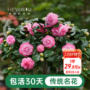 海蒂的花园茶花树苗盆栽十八学士山茶花香妃茶秋冬花卉【带花苞】