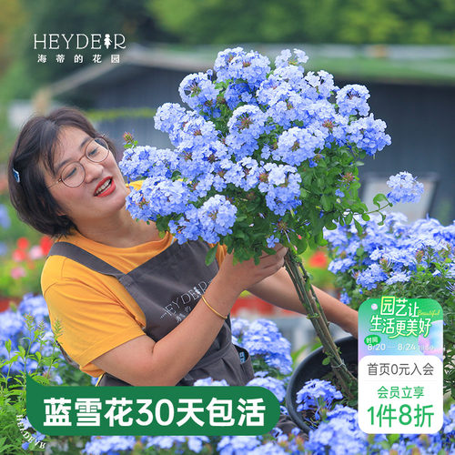 海蒂的花园蓝雪花盆栽耐热阳台可爬藤四季好养易活花卉植物室内花
