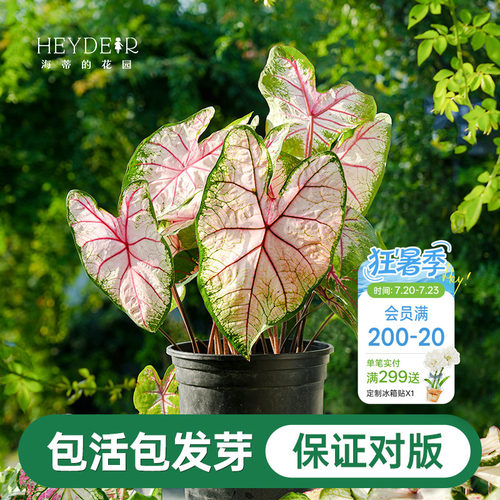 海蒂的花园彩叶芋种球粉色飞溅白色恋人桌面盆栽观叶植物室内绿植