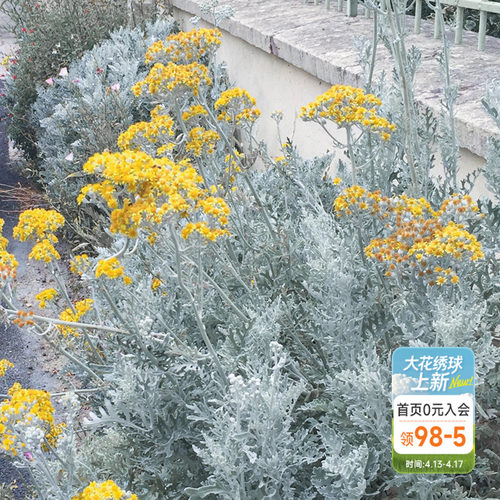 海蒂的花园银叶菊银白色观叶植物耐寒花境搭配造景花卉盆栽苗花苗