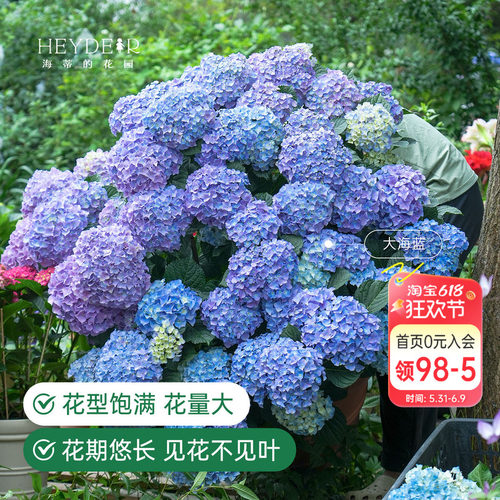 海蒂的花园绣球花苗盆栽无尽夏万华镜大花阳台花园庭院花卉海妈