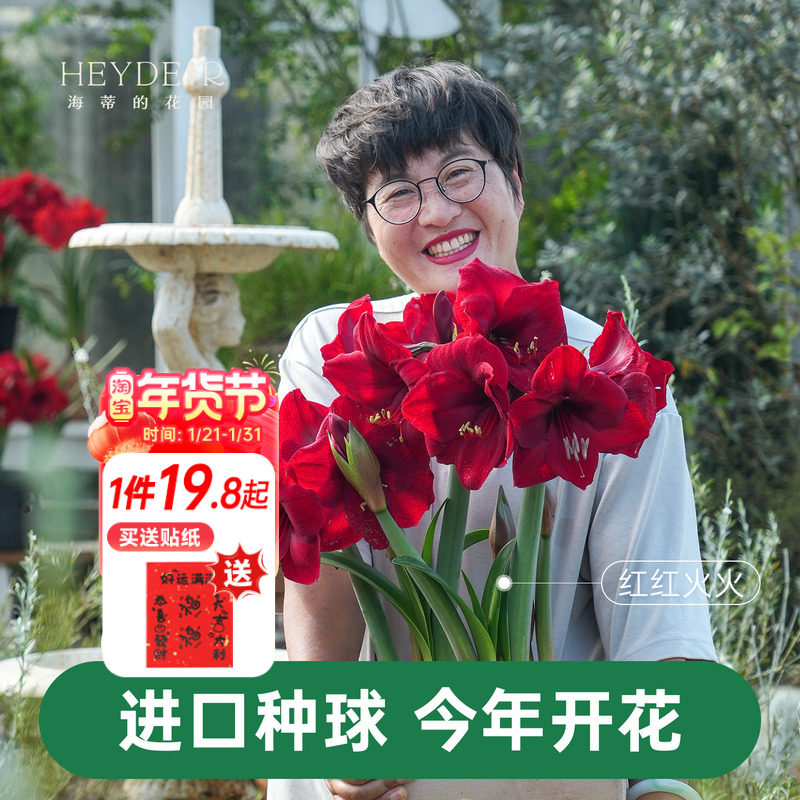 海蒂的花园朱顶红种球阿弗雷进口重瓣鬼魅新年快乐开花球根海妈,鲜花速递/花卉仿真/绿植园艺,种球/裸根,淘宝优惠券,粉丝福利购,淘宝优惠卷