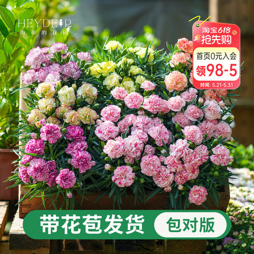 海蒂的花园康乃馨盆栽花苗阳台庭院花卉植物初吻少女母亲节礼物