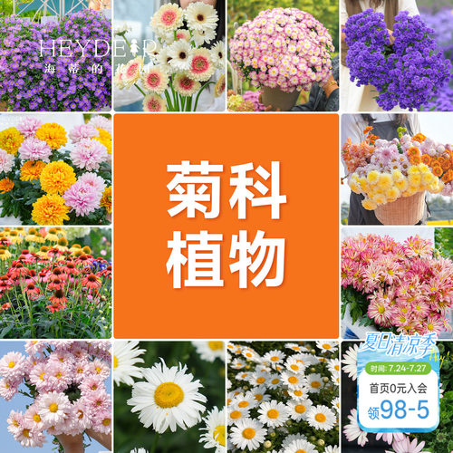 海蒂的花园球菊洋菊菊花盆千头菊菊花苗耐热带花苞阳台花园植物