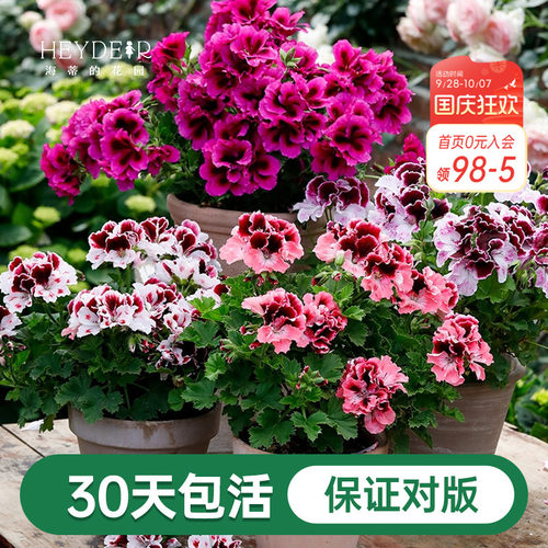 海蒂的花园天竺葵植物阳台四季