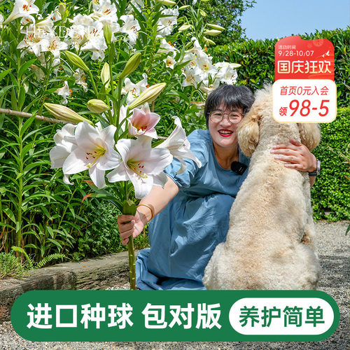 海蒂的花园百合种球重瓣香水