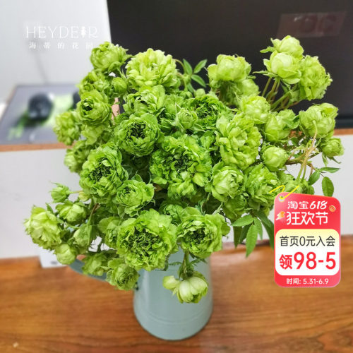 海蒂的花园结绿珍月季盆栽