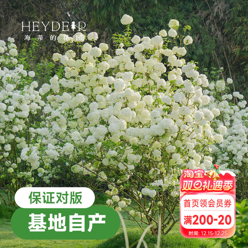 海蒂的花园 中华木绣球斗球欧洲木绣球树苗植物花卉盆栽绣球花苗