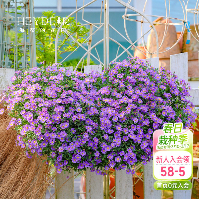 海蒂的花园姬小菊盆栽带花苞绿植楼顶可垂吊植物阳台紫色花苗花卉