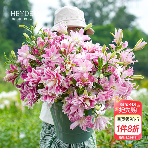 香水重瓣百合好养易开花