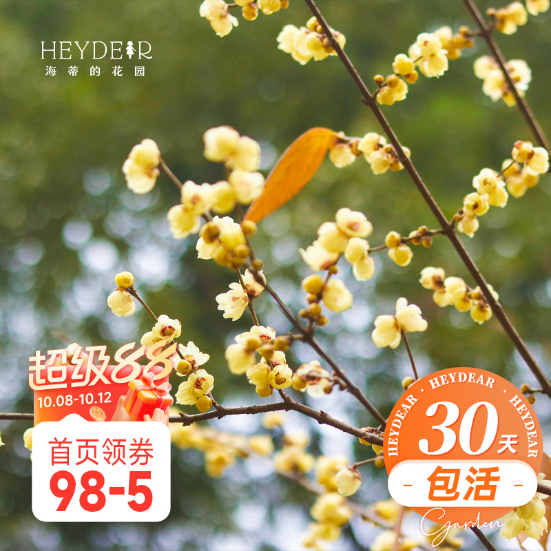 海蒂的花园 腊梅树苗盆栽冬季耐寒花卉植物盆栽庭院好养开花植物