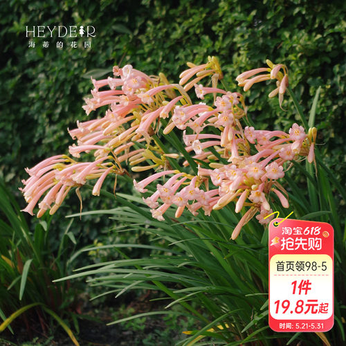 海蒂的花园种球可爱秋冬垂筒花
