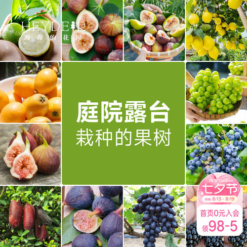 海蒂的花园 果树盆栽香水柠檬葡萄无花果好养果量大庭院易活果苗