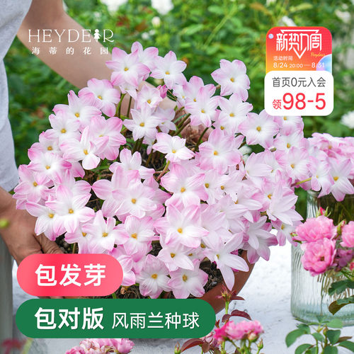 风雨兰多年生球根花卉耐热