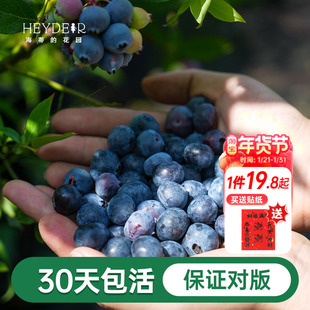 海蒂的花园成都总店蓝莓树果苗盆栽果树阳台庭院地栽苗果树包对版