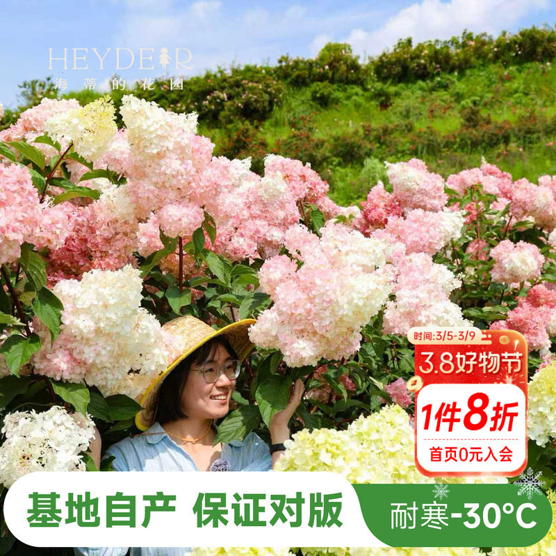 海蒂的花园圆锥绣球香草草莓石灰灯北方耐寒耐旱植物花卉盆栽海妈 - 海蒂的花园 成都总店出品