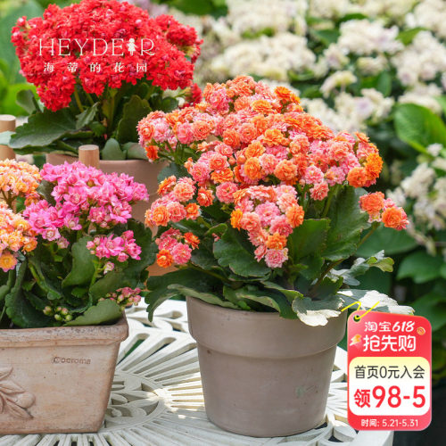 海蒂的花园长寿花盆栽重瓣大花