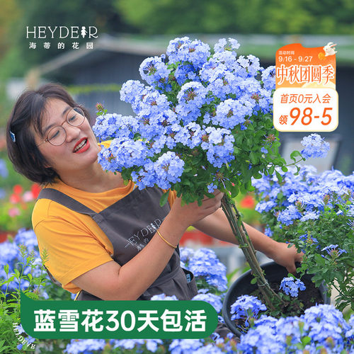 海蒂的花园蓝雪花盆栽耐热阳台可爬藤四季好养易活花卉植物室内花