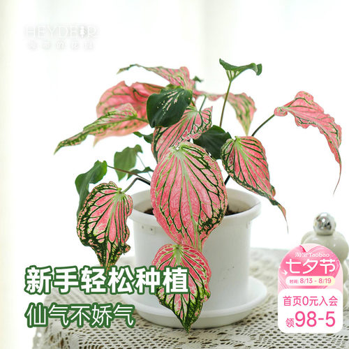 海蒂的花园 彩叶芋盆栽苗粉色飞溅白色恋人桌面观叶植物室内绿植