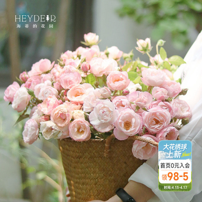 海蒂的花园月季花苗草莓杏仁饼四季直立月季玫瑰庭院阳台花卉盆栽