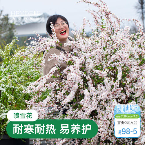 海蒂的花园金叶雪柳多年生花灌木