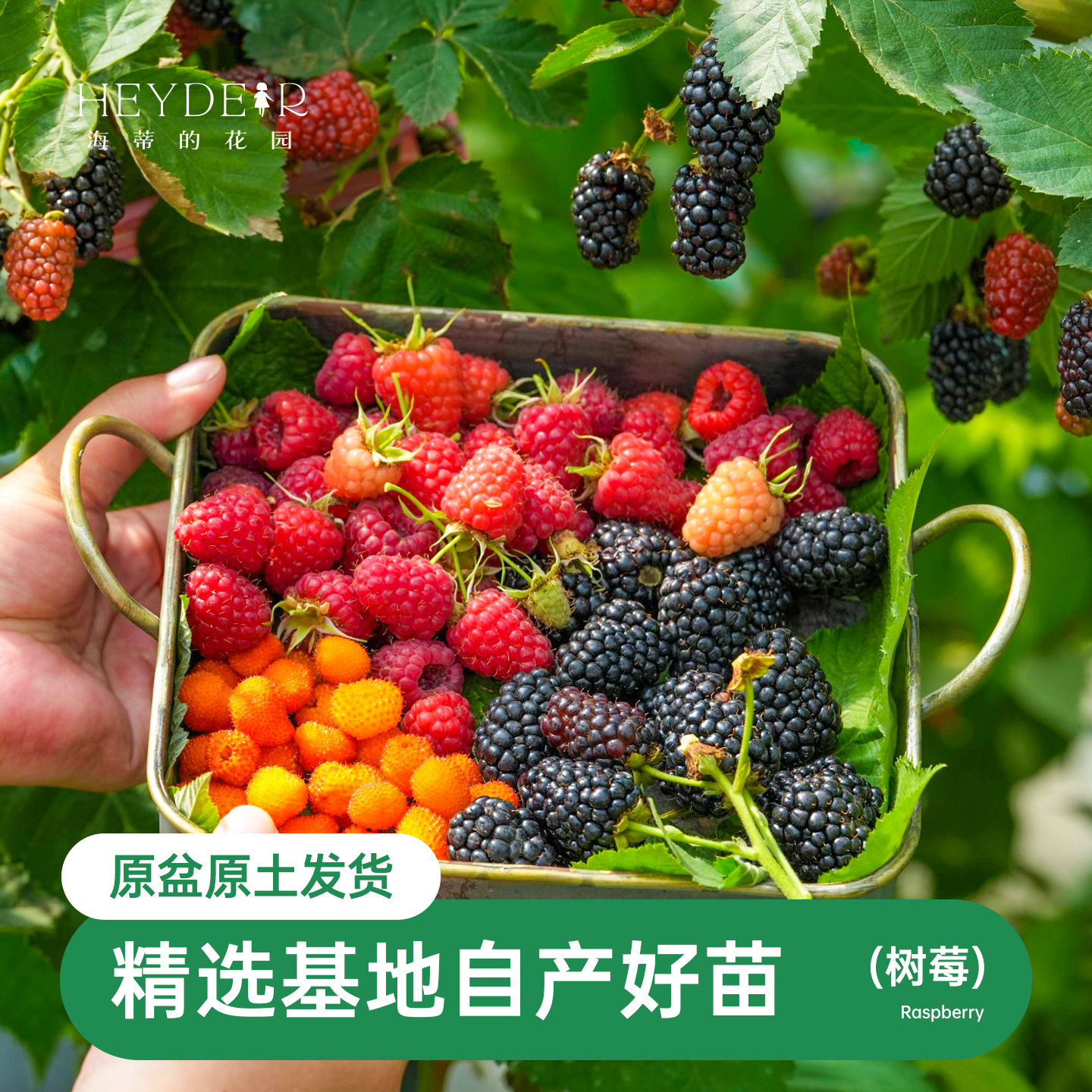 海蒂的花园树莓黑莓果树耐寒灌木小浆果好养庭院露台植物果树果苗