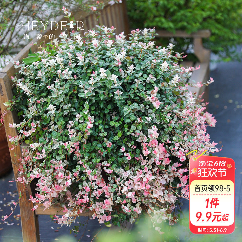 海蒂的花园花叶络石四季常绿好养观叶黄金过路黄铺面绿植盆栽苗