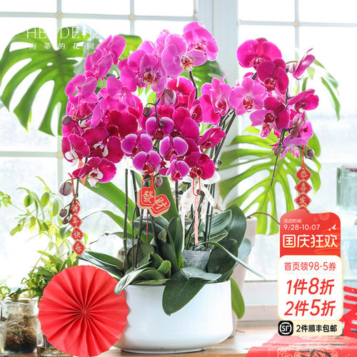 带花苞蝴蝶兰海蒂的花园