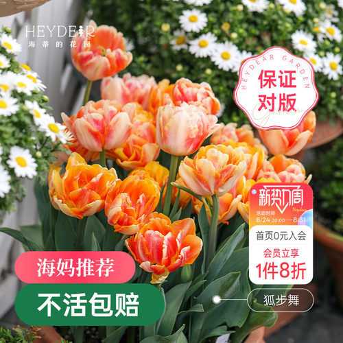 海蒂的花园郁金香种球狐步舞