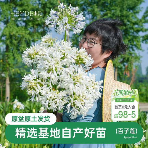 海蒂的花园百子莲圣母皇太后多年生植物阳台庭院花卉植物盆栽