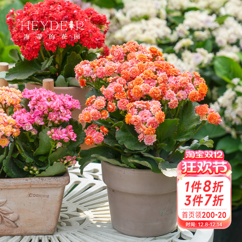 海蒂的花园长寿花盆栽重瓣大花