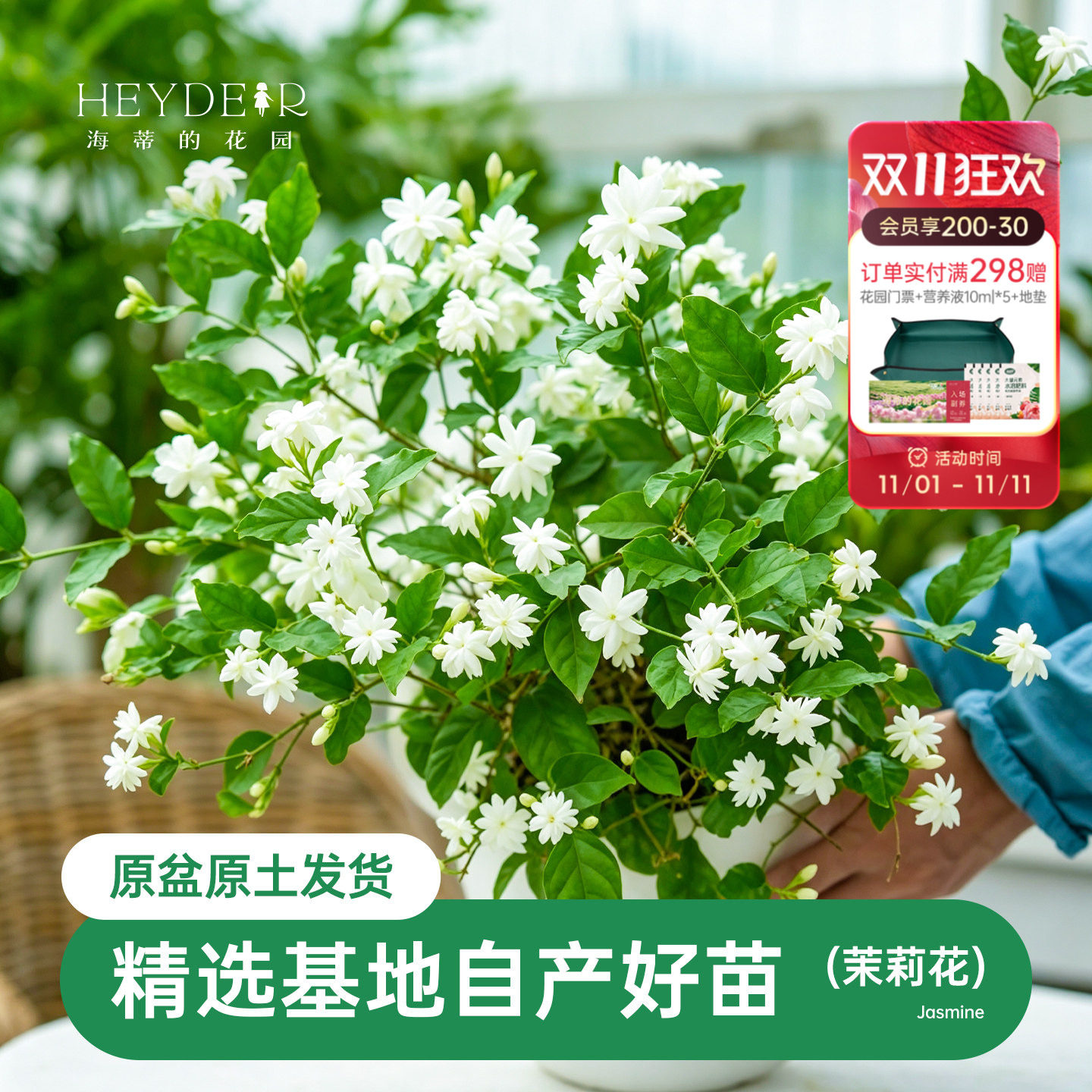 海蒂的花园茉莉花苗盆栽树苗浓香切花阳台植物常绿好养木本开花卉