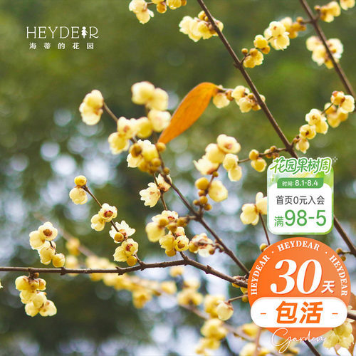 海蒂的花园腊梅花苗易活好养