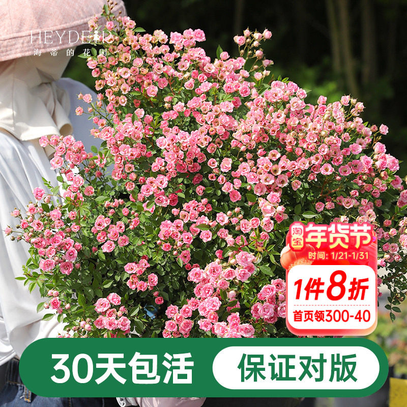 海蒂的花园月季花苗超微开花小微型迷你阳台室外露台植物花卉盆栽,鲜花速递/花卉仿真/绿植园艺,月季/蔷薇/玫瑰,淘宝优惠券,粉丝福利购,淘宝优惠卷