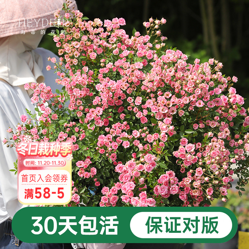 海蒂的花园月季花苗超微开花小微型迷你阳台室外露台植物花卉盆栽