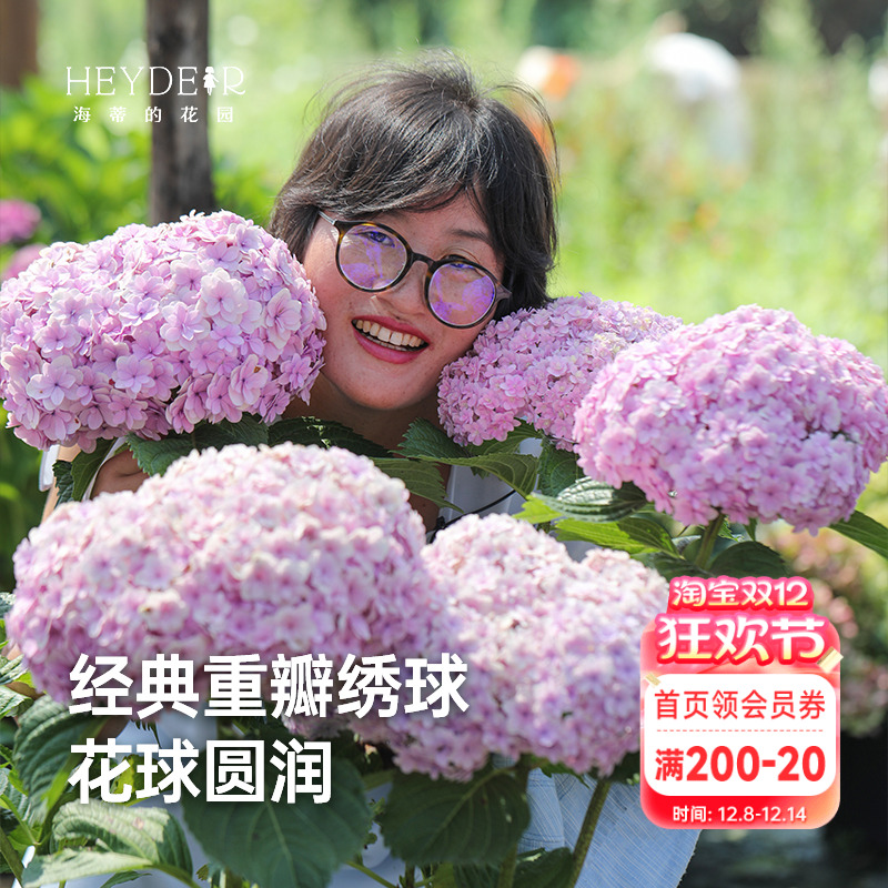 经典重瓣大花绣球花手鞠庭院阳台