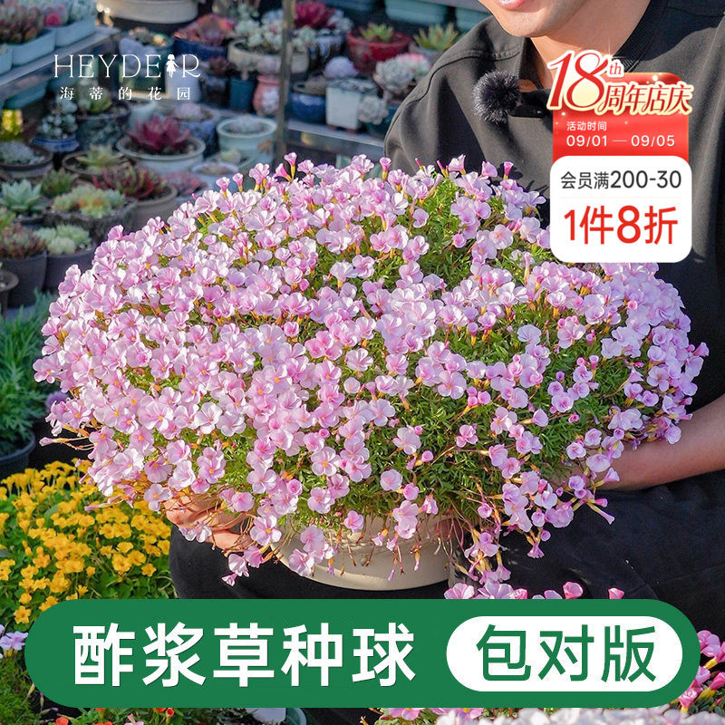 海蒂的花园酢浆草种球图片