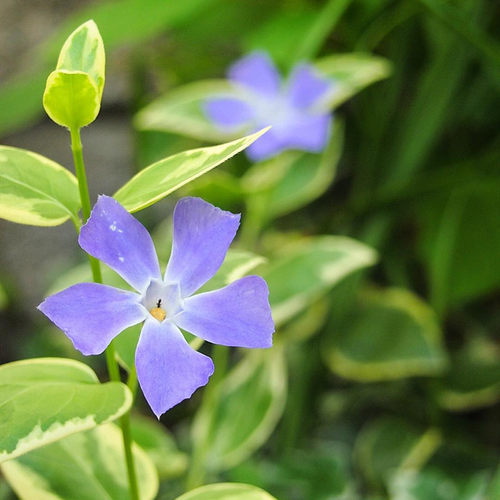 紫色小花垂吊花卉阳台盆栽苗