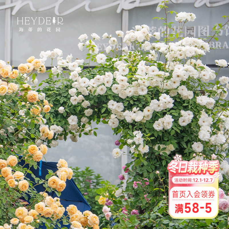 海蒂的花园藤本冰山爬藤月季花多