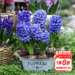 海蒂的花园风信子盆栽花卉阳台庭院地栽花卉花园栽种绿植海妈家