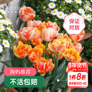 海蒂的花园郁金香种球5度球自然球阳台盆栽庭院地栽球根海妈推荐