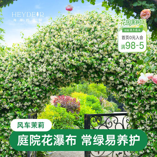 海蒂的花园风车茉莉苗爬藤植物
