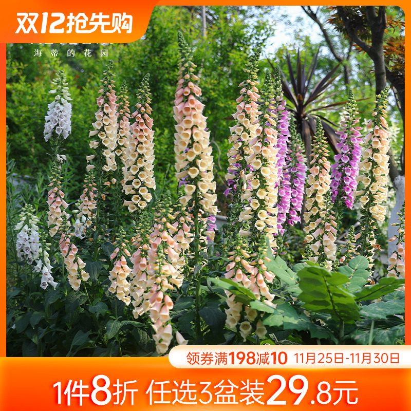 海蒂的花园毛地黄盆栽花苗花园花境搭配耐寒植物地栽宿根花卉草花