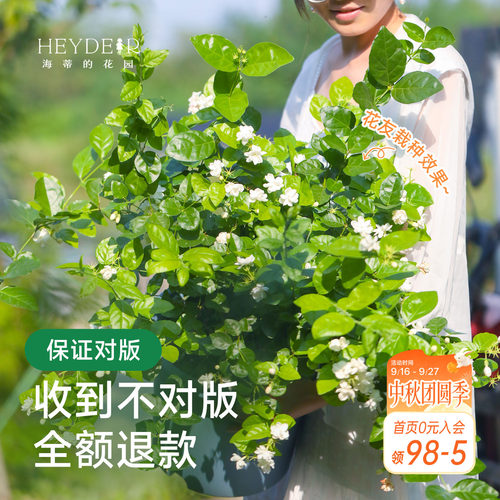 海蒂的花园茉莉花盆栽树苗阳台庭院多季开花植物小苗保证对版海妈