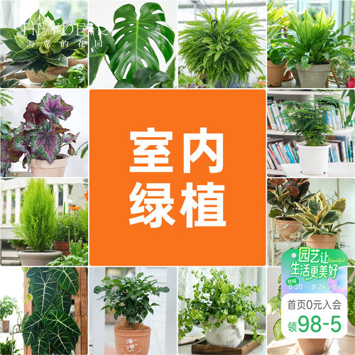 海蒂的花园室内绿植铂金钻龟背竹盆栽室内客厅桌面办公室观叶植物