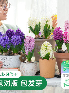 海蒂的花园风信子种球阳台水培盆栽地栽球根花卉植物庭院花园海妈