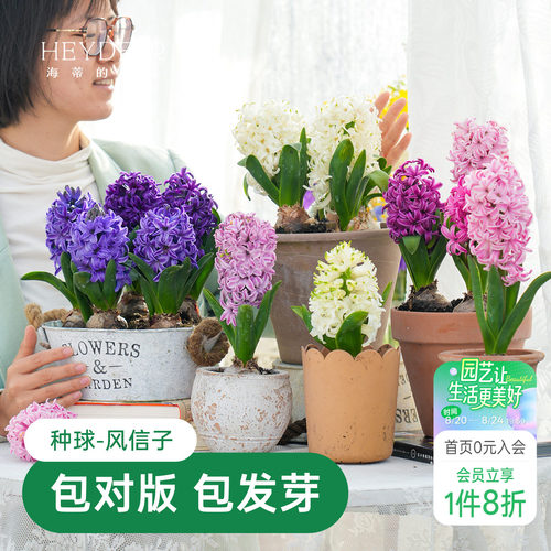 海蒂的花园风信子种球阳台水培盆栽地栽球根花卉植物庭院花园海妈