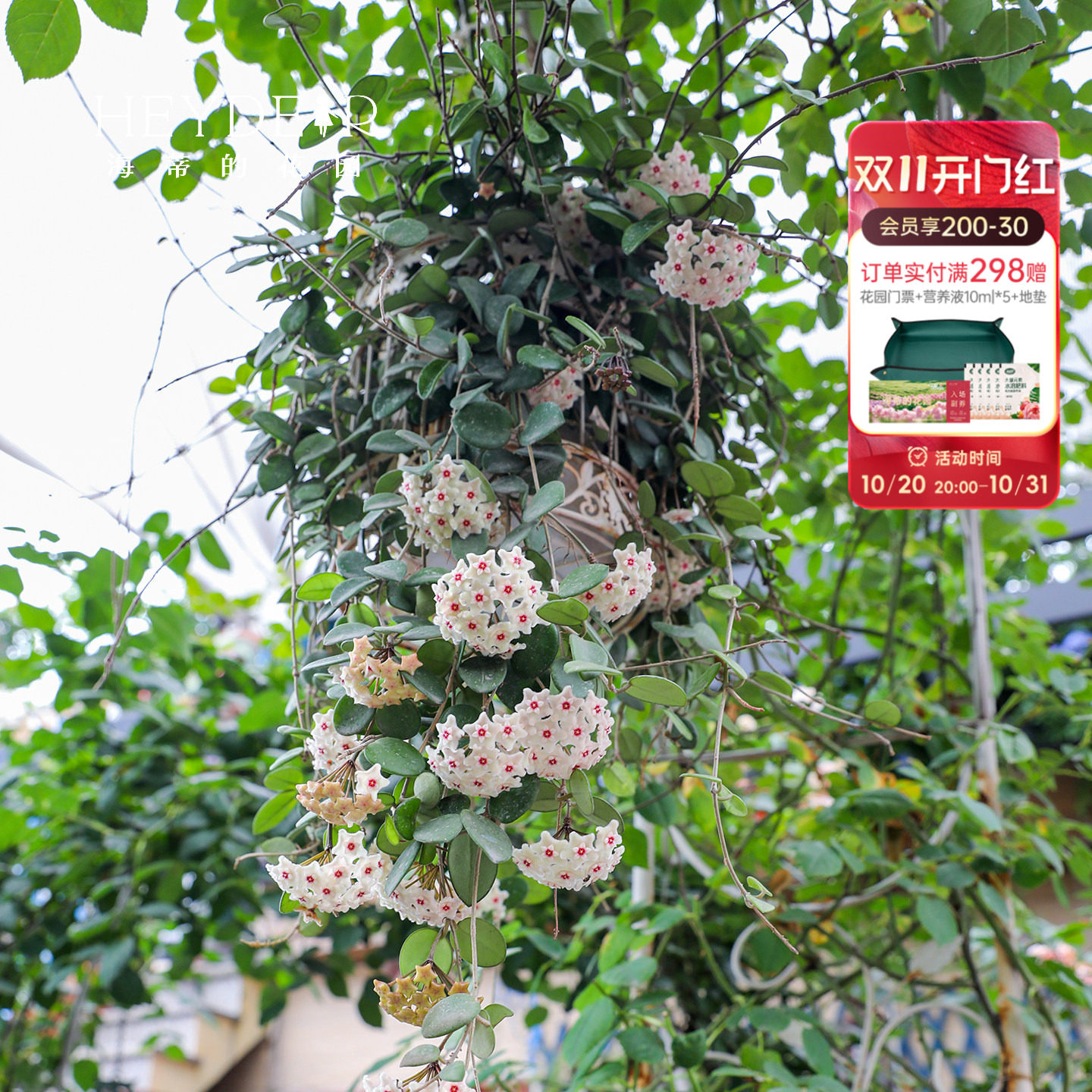 海蒂的花园球兰好养耐阴办公室桌面盆栽可垂吊花卉植物室内花绿植